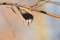 Nuthatch - Sitta europaea in the forest