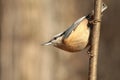 Nuthatch - Sitta europaea in the forest Royalty Free Stock Photo