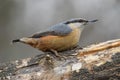 Nuthatch, Sitta europaea, wild bird in natural habitat Royalty Free Stock Photo