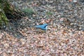 Nuthatch Sitta europaea