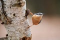 Nuthatch, Sitta europaea, perched on a tree trunk Royalty Free Stock Photo