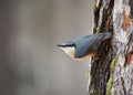 Nuthatch, Sitta europaea, perched on a tree trunk in winter Royalty Free Stock Photo