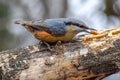 Nuthatch, Sitta europaea, wild bird in natural habitat Royalty Free Stock Photo