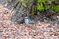 Nuthatch Sitta europaea