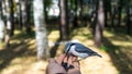 Nuthatch Sitta europea is sitting on the hand, Tomsk