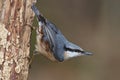 Nuthatch Royalty Free Stock Photo