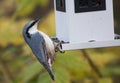 Nuthatch