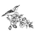 Nuthatch sitting on flowering almond branch sketch. Vector spring garden illustration. Hand drawn passerine bird singing on