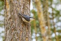Nuthatch in small forest bird in preferred habitat. Bird in forest
