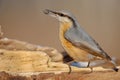 Nuthatch with a sunflower