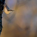 Nuthatch on tree bark looking out in evening light Royalty Free Stock Photo