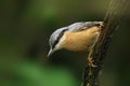 Nuthatch on a Tree Branch Royalty Free Stock Photo