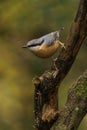 Nuthatch on a Tree Branch in Forest Royalty Free Stock Photo