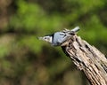 Nuthatch on a tree branch with green backdrop Royalty Free Stock Photo