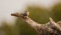 Nuthatch on tree-log Royalty Free Stock Photo