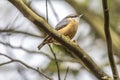 Nuthatch Sitta europaea