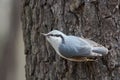 Nuthatch on a Tree Trunk Begging for Food Royalty Free Stock Photo