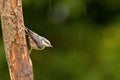 Nuthatch on Tree Trunk Royalty Free Stock Photo