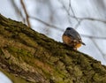 Nuthatch on a tree trunk, sky in the background Royalty Free Stock Photo