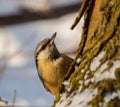 Nuthatch on a tree trunk, sky in the background Royalty Free Stock Photo