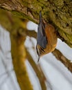 Nuthatch on a tree trunk, sky in the background Royalty Free Stock Photo