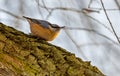 Nuthatch on a tree trunk, sky in the background Royalty Free Stock Photo