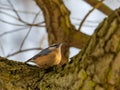 Nuthatch on a tree trunk, sky in the background Royalty Free Stock Photo