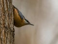 Nuthatch on a tree trunk, sky in the background Royalty Free Stock Photo