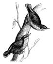 Nuthatch, vintage engraving Royalty Free Stock Photo