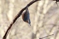 Nuthatch - walking upside down on the vine