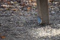 Nuthatch by a wooden bench ready to eat some seed Royalty Free Stock Photo