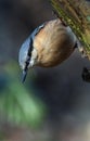 The nuthatches constitute a genus, Sitta, of small passerine birds belonging to the family Sittidae. Royalty Free Stock Photo