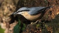 The nuthatches constitute a genus, Sitta, of small passerine birds belonging to the family Sittidae Royalty Free Stock Photo