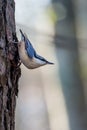 Nuthatch stoped for second and observed the area