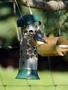 Nuthatch Sitta on a bird feeder