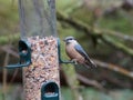 Nuthatch Sitta on a bird feeder