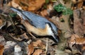 The nuthatches constitute a genus, Sitta, of small passerine birds belonging to the family Sittidae