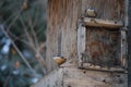 Nuthatches at feeder 1 Royalty Free Stock Photo