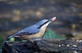 Nuthatches foraging for food in the woods Royalty Free Stock Photo