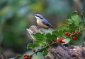 Nuthatches foraging for food in the woods Royalty Free Stock Photo