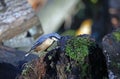 Nuthatches foraging for food in the woods Royalty Free Stock Photo