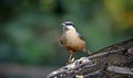 Nuthatches foraging for food in the woods Royalty Free Stock Photo