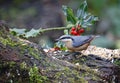 Nuthatches foraging for food in the woods Royalty Free Stock Photo