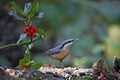 Nuthatches foraging for food in the woods Royalty Free Stock Photo