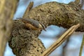 The nuthatches Sitta are a genus of songbirds Royalty Free Stock Photo