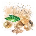 Nutmeeg. Watercolor hand drawn illustration. Realistic illustration