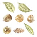 Nutmeeg set. Watercolor hand drawn illustration. Botanical illustration isolated on white background.