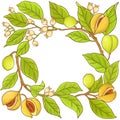 Nutmeg branch vector frame