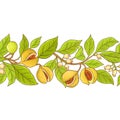 Nutmeg branch vector pattern