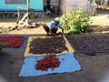 Nutmeg drying process in West Halmahera district, Indonesia Royalty Free Stock Photo